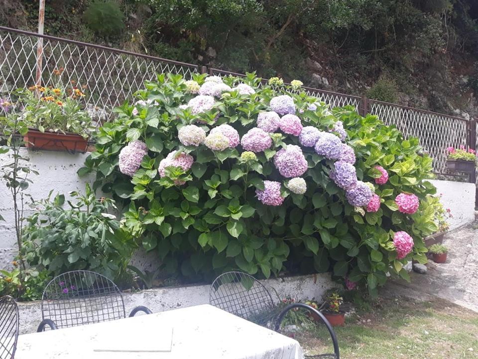 Barbarez Guest House Herceg Novi Zewnętrze zdjęcie
